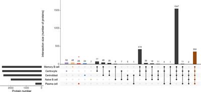 Dynamic Intracellular Metabolic Cell Signaling Profiles During Ag-Dependent B-Cell Differentiation